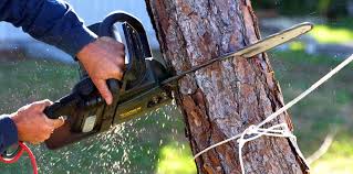Metzger, OR Tree Care Company