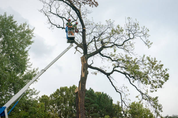 Best Palm Tree Trimming  in Metzger, OR