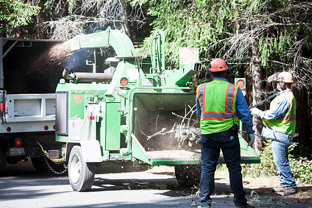 How Our Tree Care Process Works  in  Metzger, OR