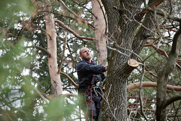 Best Tree Removal  in Metzger, OR