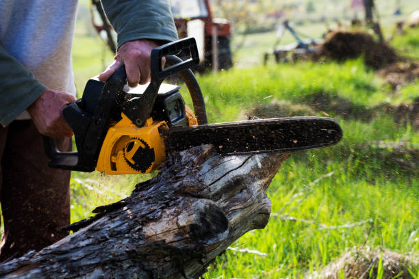 Best Tree Risk Assessment  in Metzger, OR